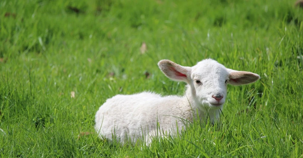 dia-diem-du-lich-da-lat